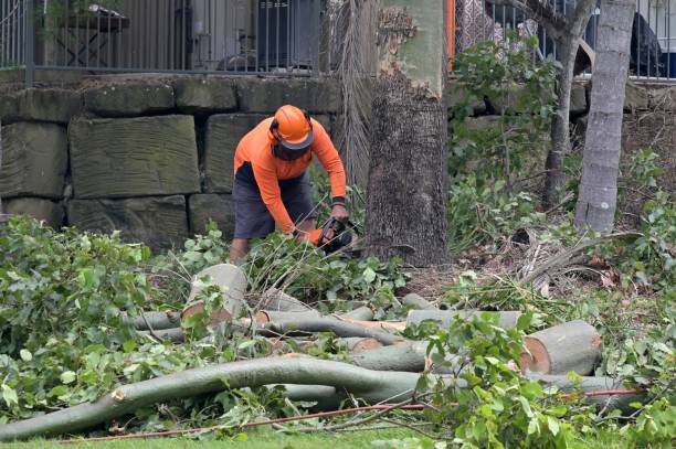 Siler City, NC Tree Service Company